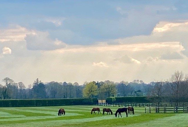 Castlebridge Stud Image 1