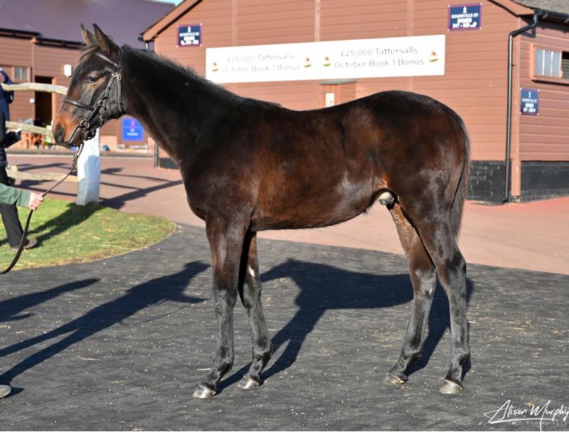 Sea The Stars ex Frangipani 2024 kingman
