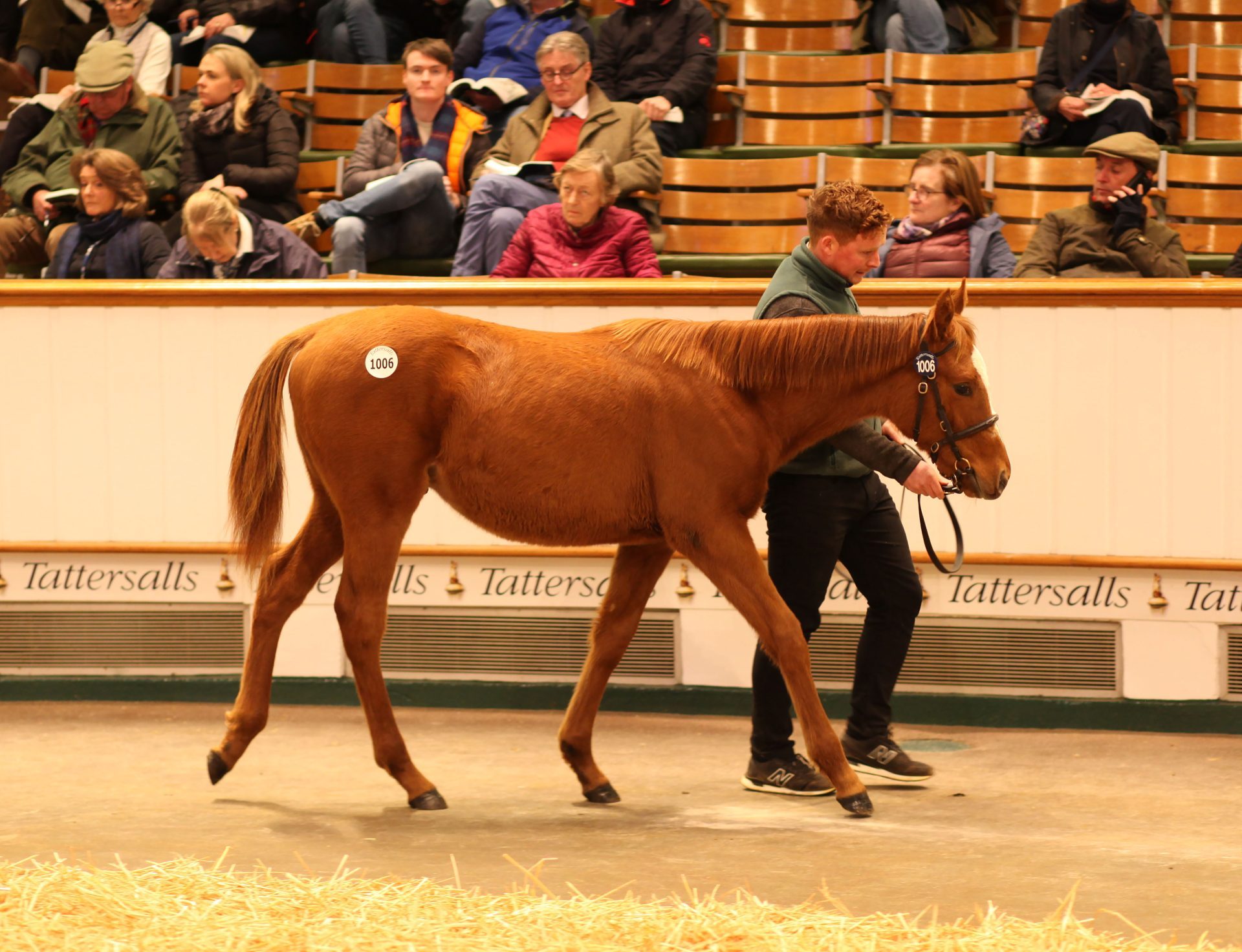 Dubawi ex Nightime auction