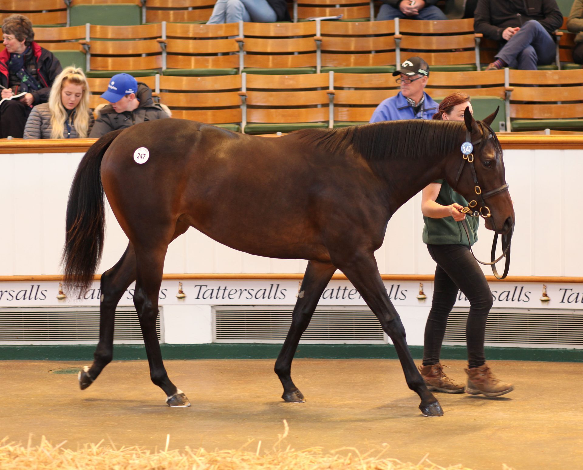 Frankel ex Steel Princess