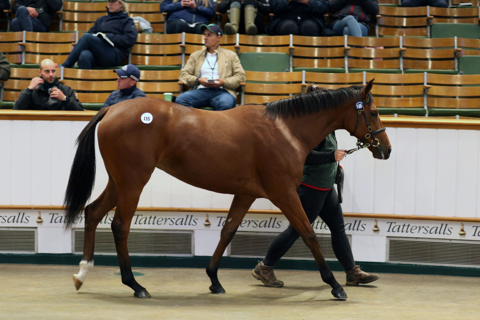Galileo ex Miss France auction