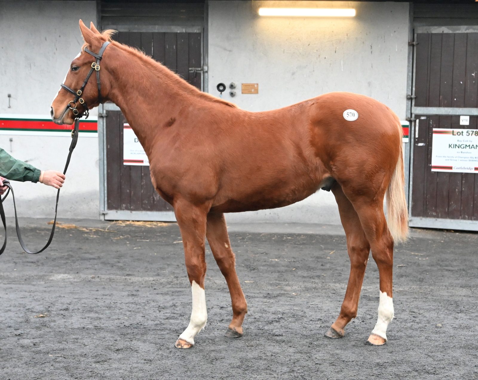 Night of Thunder ex Assurance auction
